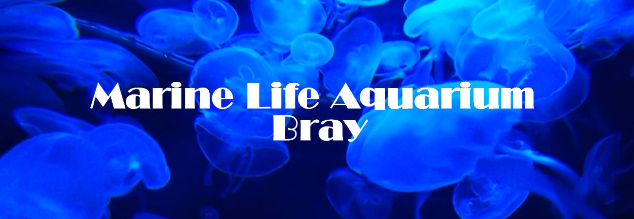 Marine Life Aquarium Bray